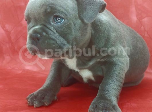 Muhteşem Güzelli̇kte Ve Anatomi̇de Blue French Yavrumuz görsel