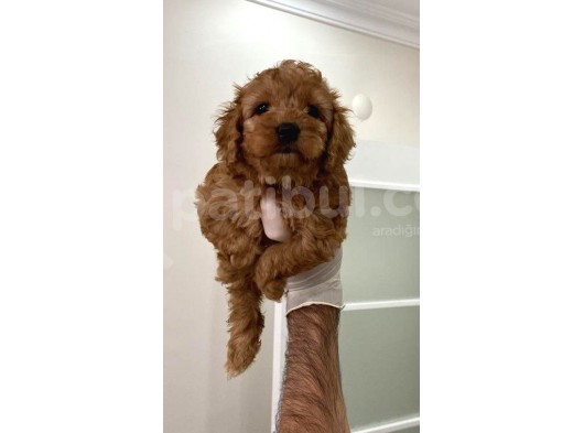 Toy Poodle Bebişler görsel