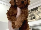 Toy Poodle Bebişler