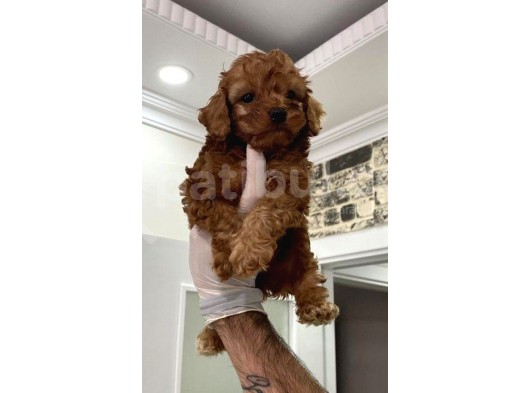 Toy Poodle Bebişler görsel