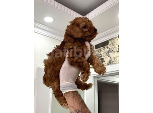 Toy Poodle Bebişler