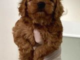 Toy Poodle Bebişler