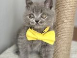 Erkek British Shorthair Yakışıklı Tombik Suratlım