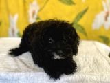 Siyah Inci Maltipoo Kızımız