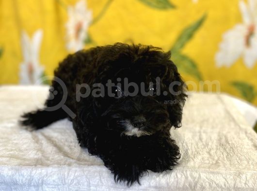 Siyah Inci Maltipoo Kızımız görsel