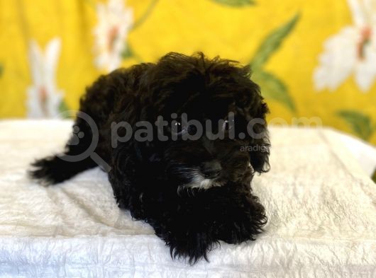 Siyah Inci Maltipoo Kızımız görsel