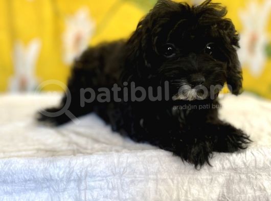 Siyah Inci Maltipoo Kızımız görsel