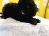 Siyah Inci Maltipoo Kızımız