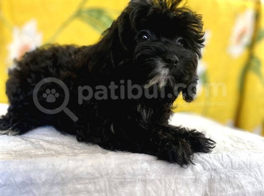 Siyah Inci Maltipoo Kızımız görsel