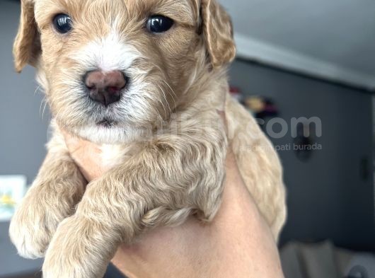 Özel Üretim Maltipoo Bebekler görsel
