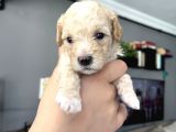 Özel Üretim Maltipoo Bebekler