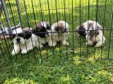 Vonalppet Garanti̇si̇yle Safkan Shih Tzu Yavrularimiz