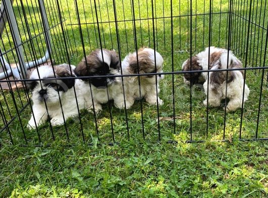 Vonalppet Garanti̇si̇yle Safkan Shih Tzu Yavrularimiz görsel
