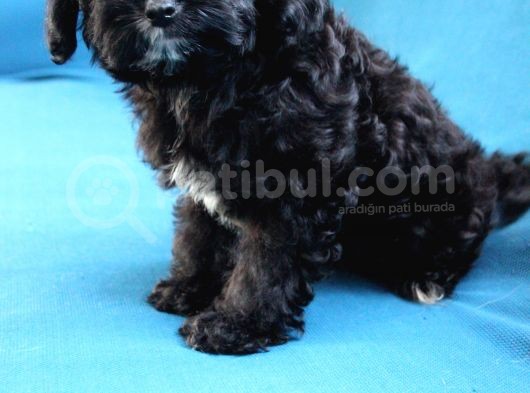 0 Numara Siyah Inci Maltipoo Kızımız