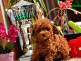 Mi̇ni̇ Toy Poodle Yavrular
