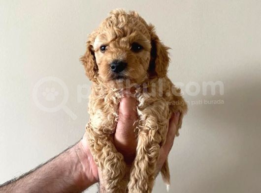 Malti̇po Ci̇nsi̇  görsel