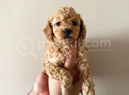 Malti̇po Ci̇nsi̇  görsel