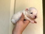 Miniboy Maltese