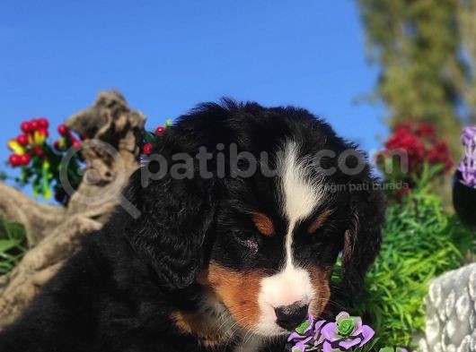 Bernese Mountai̇n Yavrulari görsel