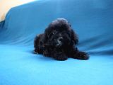 0 Numara Siyah Inci Maltipoo Kızımız