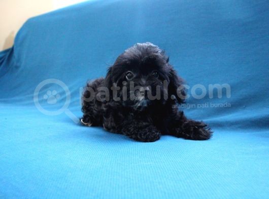 0 Numara Siyah Inci Maltipoo Kızımız görsel