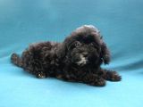 0 Numara Siyah Inci Maltipoo Kızımız