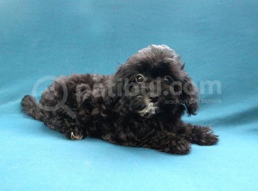 0 Numara Siyah Inci Maltipoo Kızımız görsel