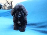 0 Numara Siyah Inci Maltipoo Kızımız