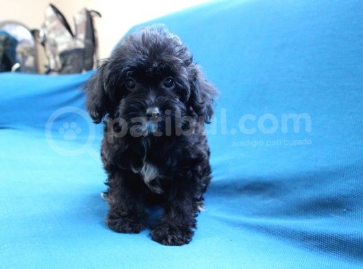 0 Numara Siyah Inci Maltipoo Kızımız görsel