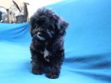 0 Numara Siyah Inci Maltipoo Kızımız