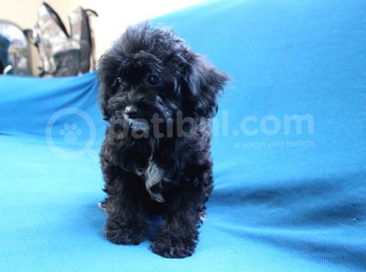 0 Numara Siyah Inci Maltipoo Kızımız görsel