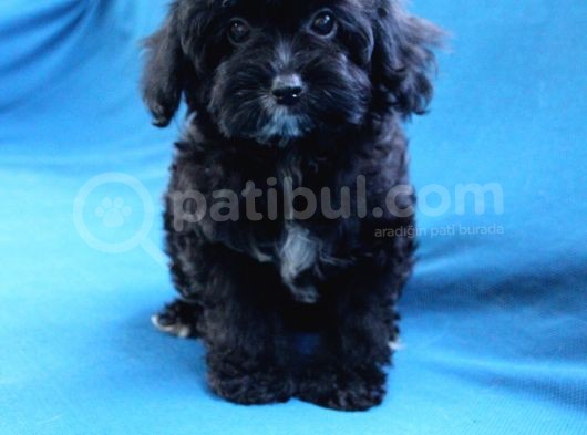 0 Numara Siyah Inci Maltipoo Kızımız görsel