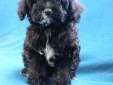 0 Numara Siyah Inci Maltipoo Kızımız