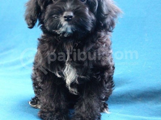 0 Numara Siyah Inci Maltipoo Kızımız görsel