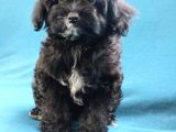 0 Numara Siyah Inci Maltipoo Kızımız