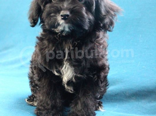 0 Numara Siyah Inci Maltipoo Kızımız görsel