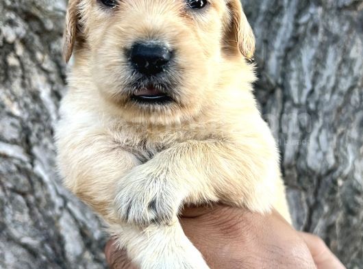 Her Ile Gönderim Sağladığımız Irk Garantili Golden Retriever Yavrular görsel