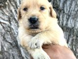 Her Ile Gönderim Sağladığımız Irk Garantili Golden Retriever Yavrular