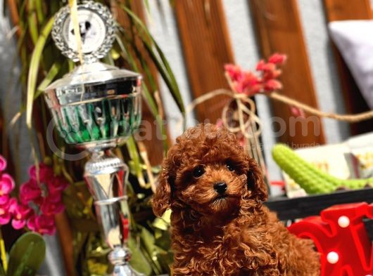 Mi̇ni̇ Toy Poodle Yavrular