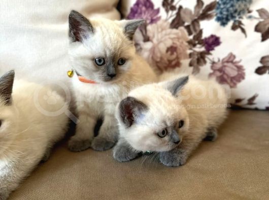 2 Aylık Yavru Brisith Shorthair British Blue Point görsel