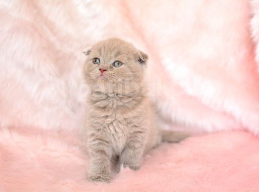 Top Kafa Lilac Scottish Fold