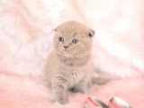 Top Kafa Lilac Scottish Fold