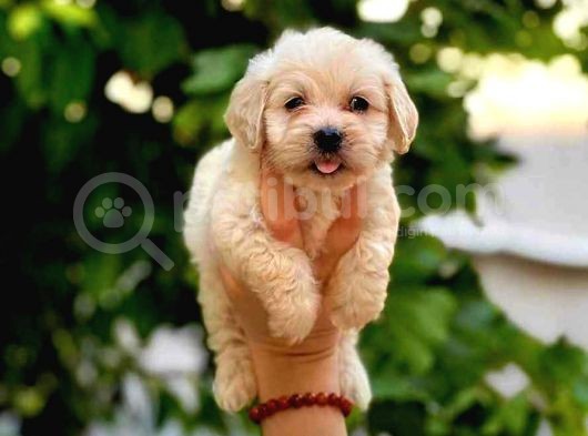 Malti̇po Ci̇nsi̇ 