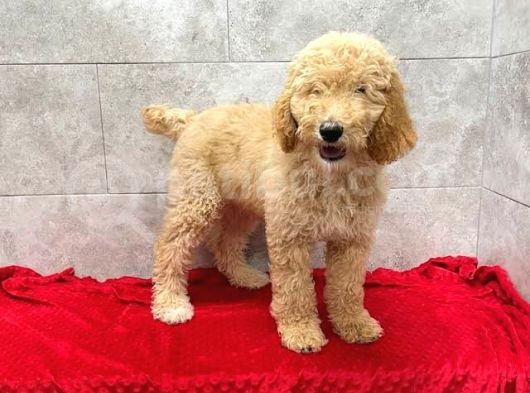Dev Boy Standart Poodle Bebekler