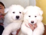Ayi̇ Yavrusu Samoyed A Kali̇te Irk