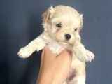 Özel Tea Cup Malti̇poo Yavrulari