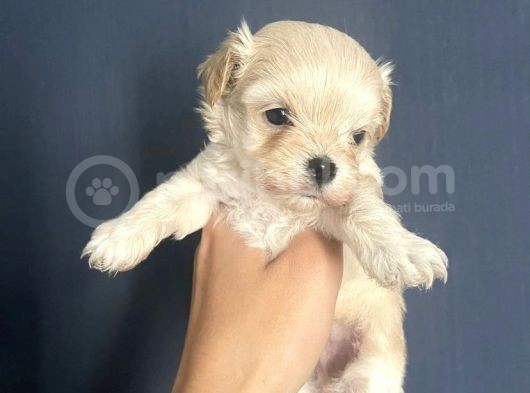 Özel Tea Cup Malti̇poo Yavrulari görsel