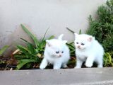 Oynayalim Seveli̇m Sevi̇leli̇m