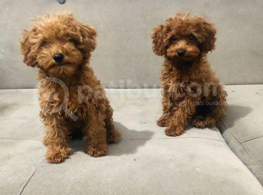Red Brown Toy Poodle Bebekler Kore Kan görsel