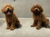 Red Brown Toy Poodle Bebekler Kore Kan